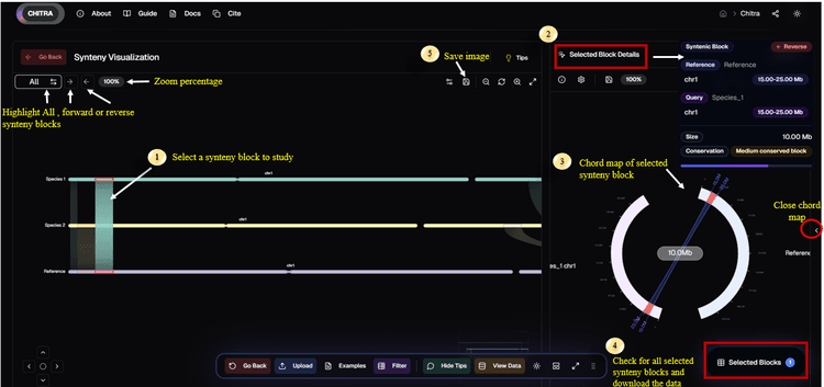 CHITRA: An Interactive Visualization Tool for Comparative Genomic ...